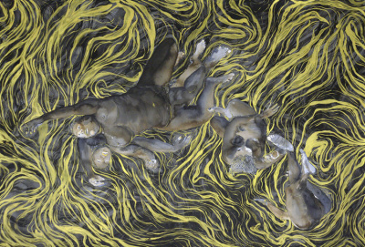 A painting of an aerial view of black blurry nude figures, swimming, close to each other, surrounded by kelp-like yellow lines.